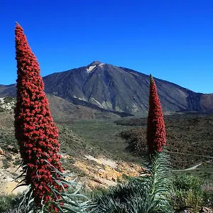 Casa Ivonne - San Isidro (Tenerife)